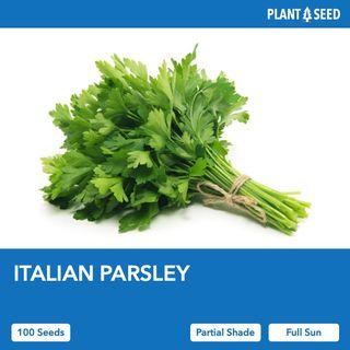 Italian Parsley Herb Seeds [100 Seeds]