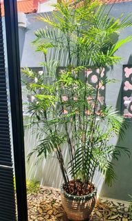 (Category: ) located in . Submitted by nixhew (Listing ID 1176869563, Image 1). Description: .