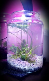 (Category: ) located in . Submitted by demonsori (Listing ID 1176942863, Image 1). Description: .