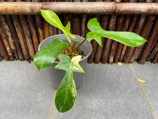 （分類：）位於 。 由 naturehk 提交（商品編號 1170383943，圖片 1）。簡介： 。