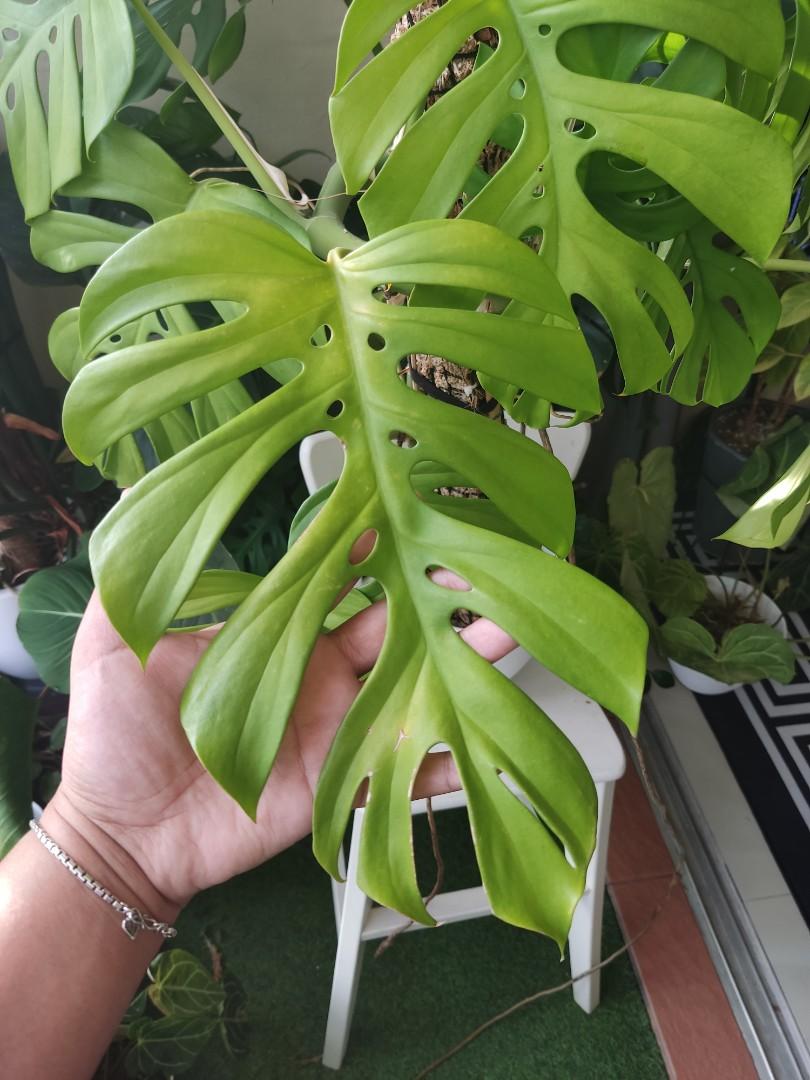 Raphidophora Tetrasperma Large Indoor Plants, Furniture & Home Living
