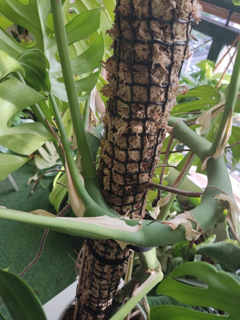 Raphidophora Tetrasperma Large Indoor Plants, Furniture & Home Living