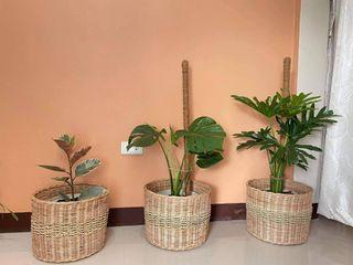 Rattan Planters Basket 🌹🌱