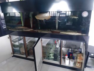 (Category: ) located in . Submitted by dhahf (Listing ID 1177121792, Image 1). Description: .