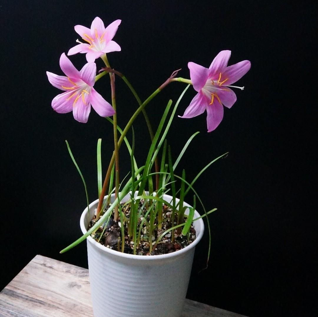 整盆 粉色風雨蘭有8 10球根連盆泥35cm H 開花植物石蒜科盆栽plants 室外 實拍如圖 只有一盆 傢俬 家居 園藝 植物及種子