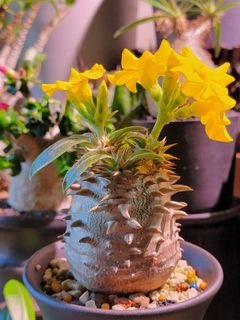 （分類：）位於 。 由 mcchilam 提交（商品編號 1155628851，圖片 1）。簡介： 。