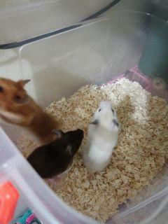 Hamsters bin cages