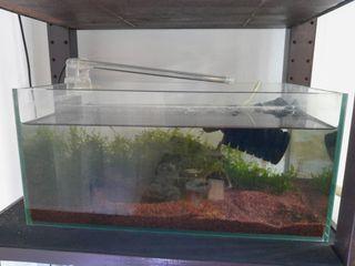 Low Profile Fish Tank