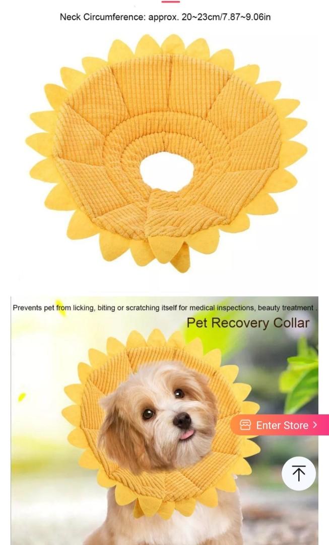 New dog cone sales
