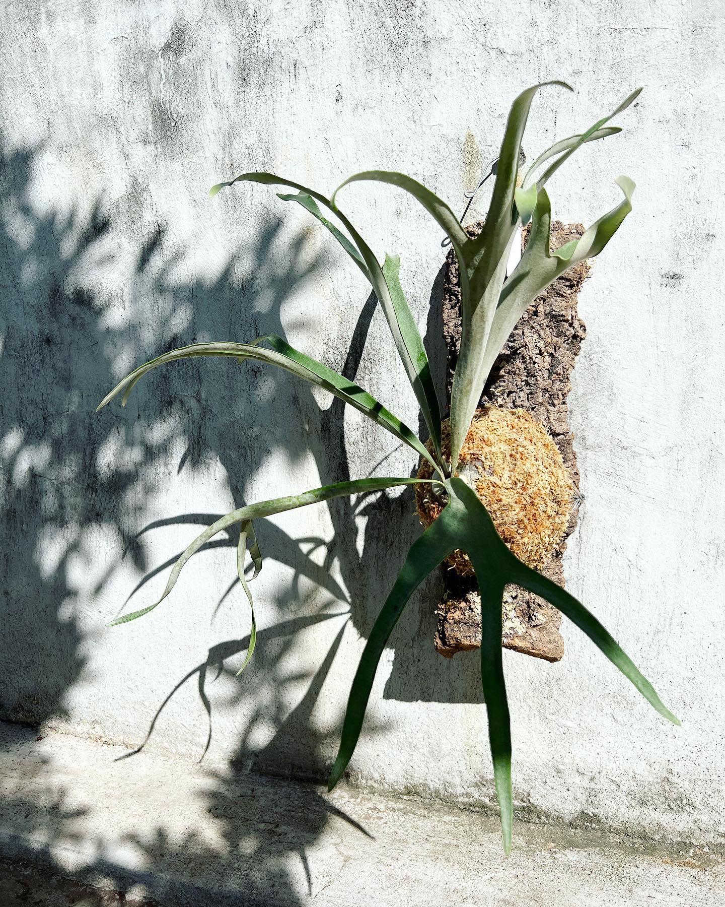 ビカクシダ ビーチーレモイネイ特選株 P.veitchii Lemoinei P. veitchii cv Lemoinei】ビカクシダ ビーチー ベイチー レモイネイ