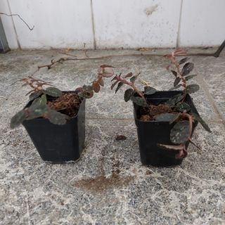 (Category: ) located in . Submitted by yjinghan (Listing ID 1096965918, Image 1). Description: .