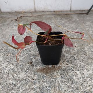 (Category: ) located in . Submitted by yjinghan (Listing ID 1096968551, Image 1). Description: .