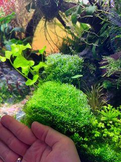 riccia fluitans grow on rock, big palm size