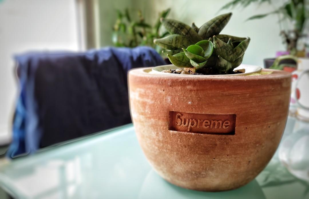 Supreme®/Poggi Ugo Small Planters プランター