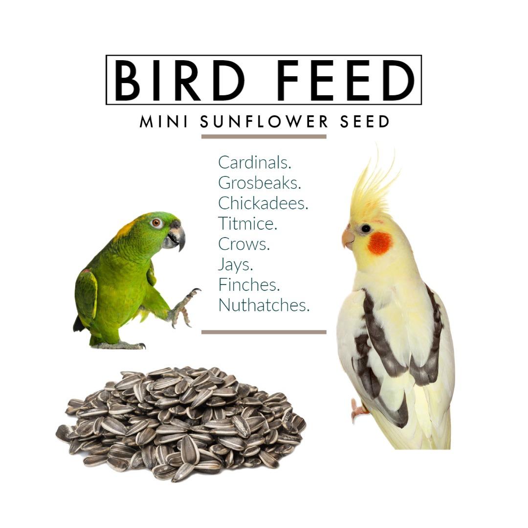 Mini Sunflower Seed Premium 1kg Bird feeds Golden Cup, Pet