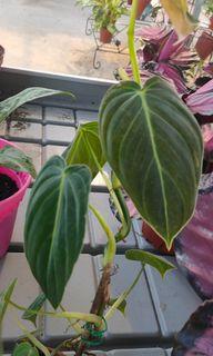 Philodendron Melanochrysum