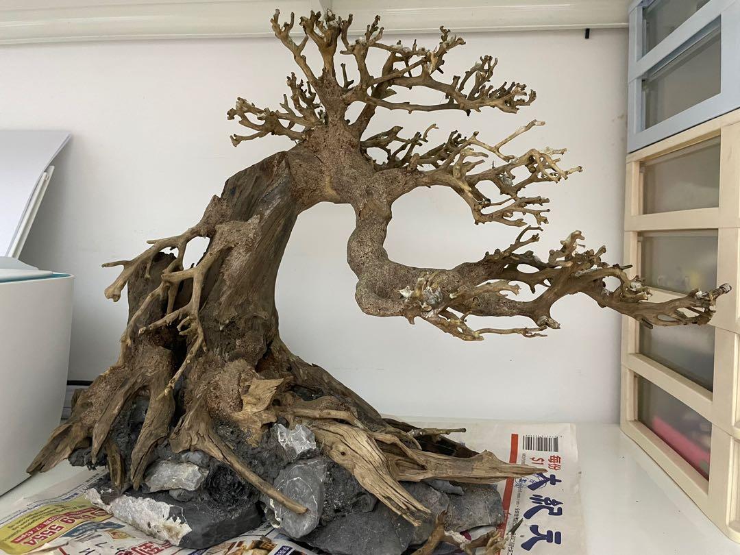 hardscape bonsai aquascape