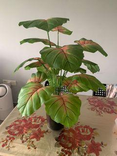 Artificial Plant