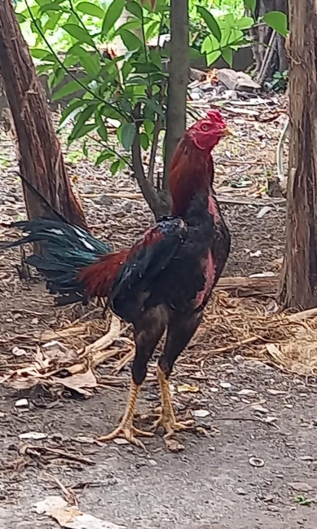 Ayam Jago, Komunitas di Carousell