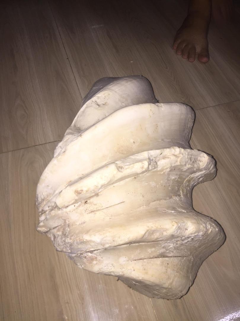 Giant clam 2024 pearl for sale