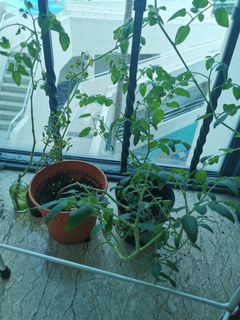 (Category: ) located in . Submitted by jiangwt94.jw (Listing ID 1177462954, Image 1). Description: .