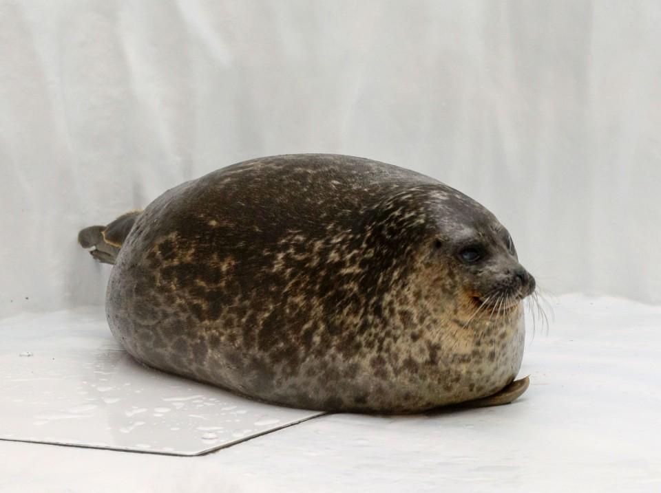 Yuki seal plush on sale
