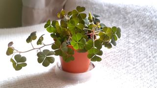 （分類：）位於 。 由 greenkingdom 提交（商品編號 1182166286，圖片 1）。簡介： 。