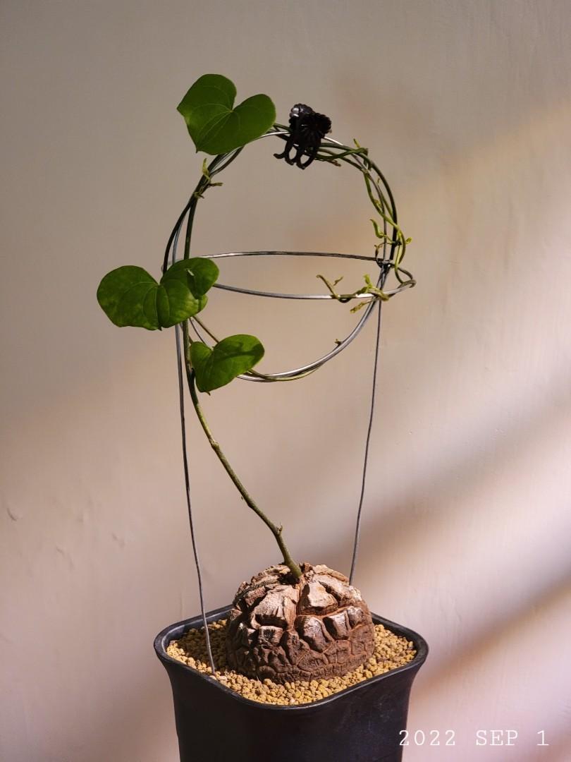 已醒 長籐中南非龜甲龍塊根植物 N 象牙宮 布紋球 大黑 多肉 仙人球 多肉 傢俬 家居 園藝 植物及種子 Carousell