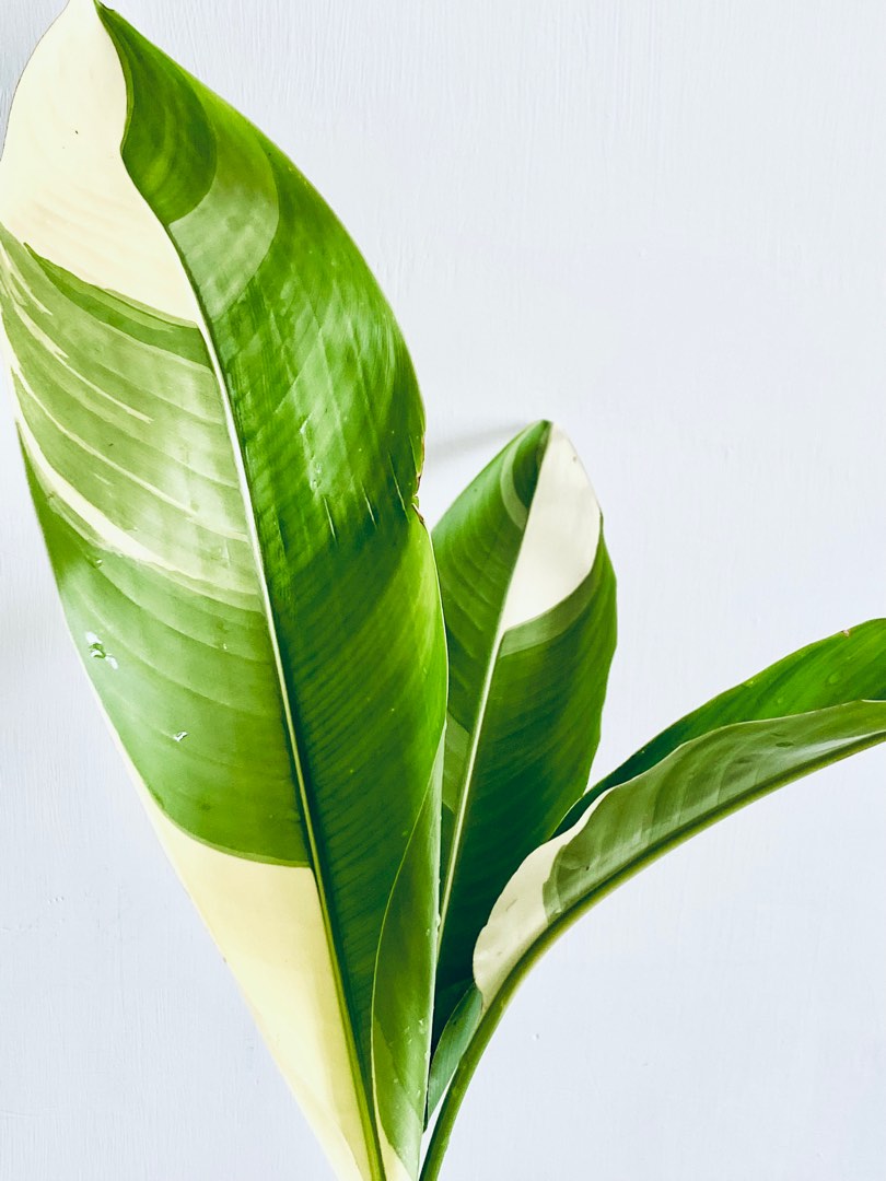 現貨] 1m 斑葉鳥蕉/斑葉天堂鳥/ 錦葉天堂鳥/Bird of Paradise