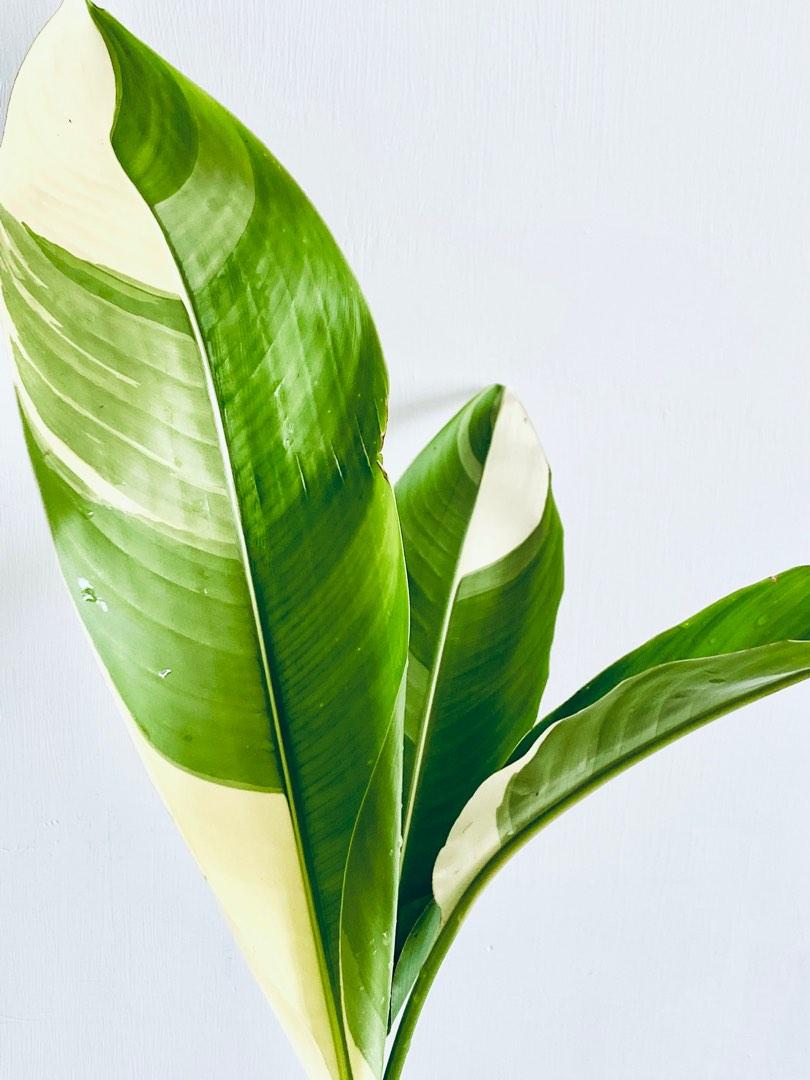 現貨] 1m 斑葉鳥蕉/斑葉天堂鳥/ 錦葉天堂鳥/Bird of Paradise