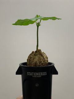 （分類：）位於 。 由 nnnnnnch 提交（商品編號 1183985626，圖片 1）。簡介： 。