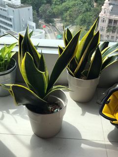 （分類：）位於 。 由 MovingOutOfHK 提交（商品編號 1182321836，圖片 1）。簡介： 。