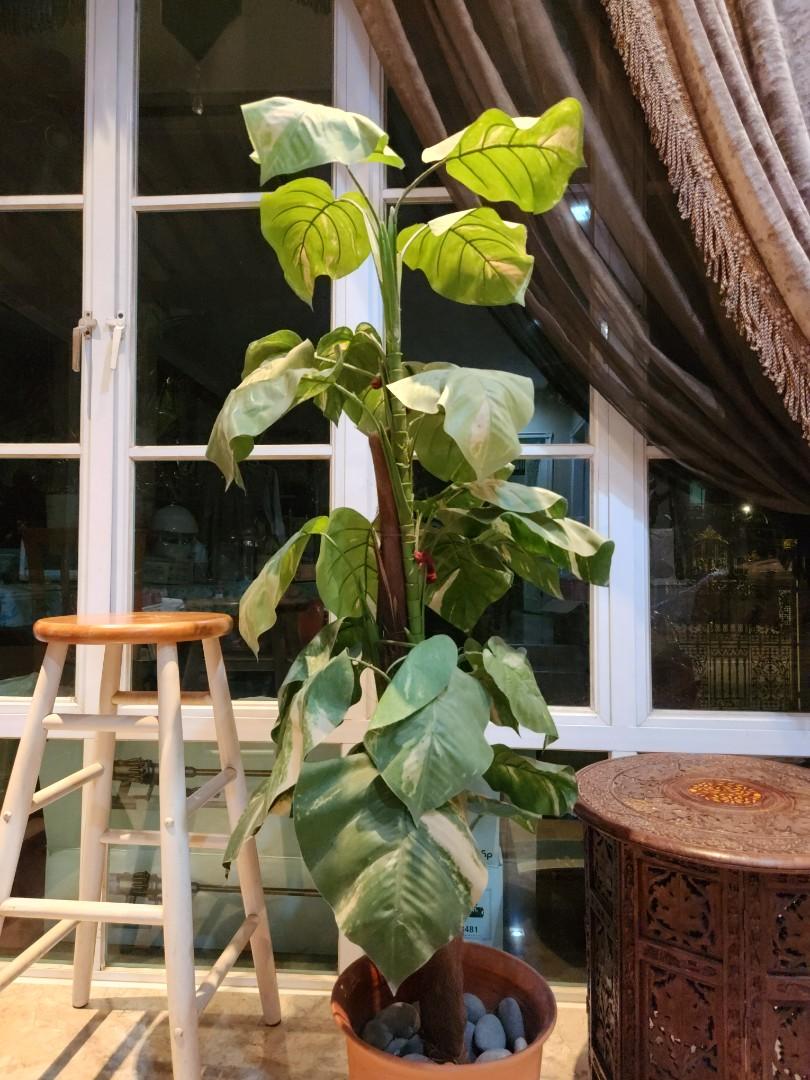 Potted Plants for sales [BIG], Furniture & Home Living, Home Decor