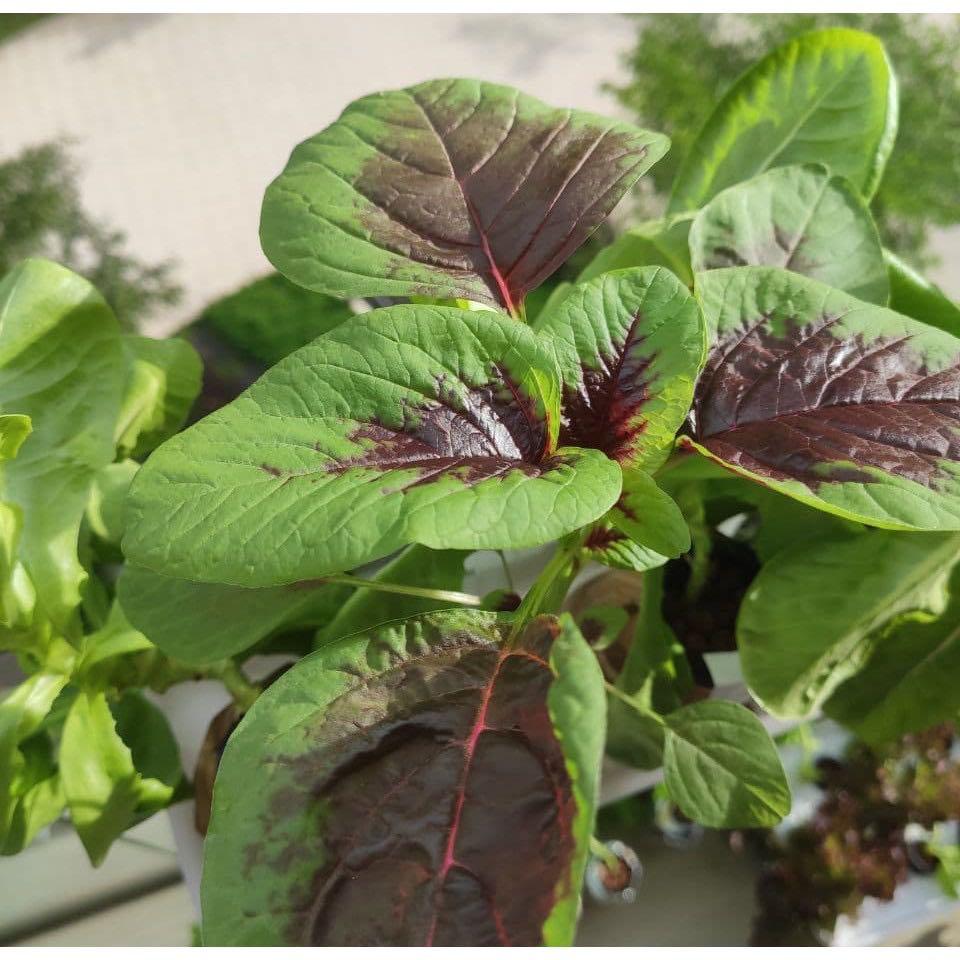 SingCrop POWERGRO 250x for leafy greens / Hydroponic Nutrients A & B