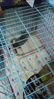 （分類：）位於 。 由 meowsesame 提交（商品編號 1184200485，圖片 1）。簡介： 。