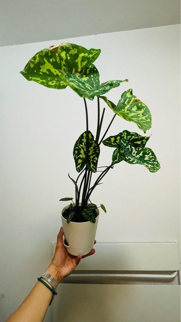 希洛美人迷彩芋彩葉芋 傢俬 家居 園藝 植物及種子 Carousell