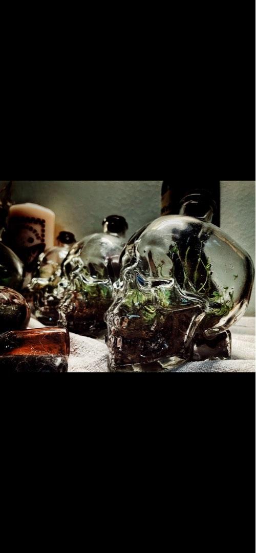 Closed Terrarium Name Our Origin Skull Glass bottles, Furniture