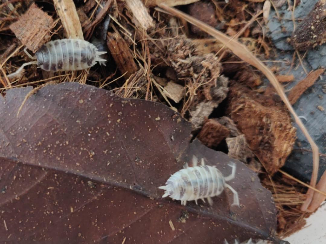 10x-for-rm30-dairy-cow-isopods-pet-supplies-homes-other-pet