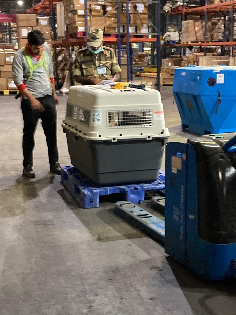 IATA approved Large Size Crate for Large Dogs, Pet Supplies, Homes