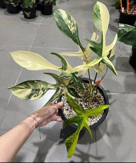 （分類：）位於 。 由 aroidhouse 提交（商品編號 1184227280，圖片 1）。簡介： 。