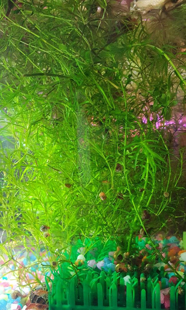 Plants for betta for sales, well loved by bettas snails and shrimps