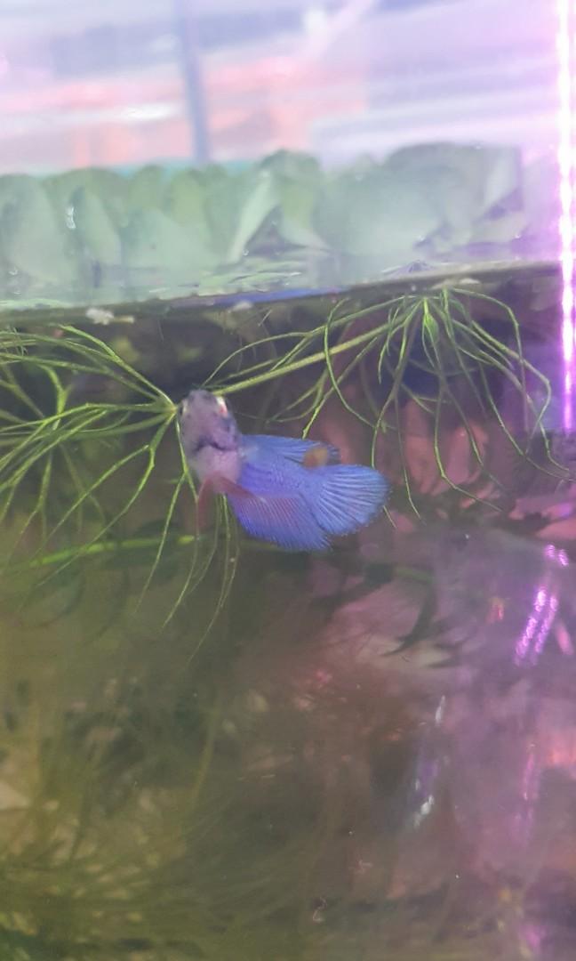 Plants for betta for sales, well loved by bettas snails and shrimps