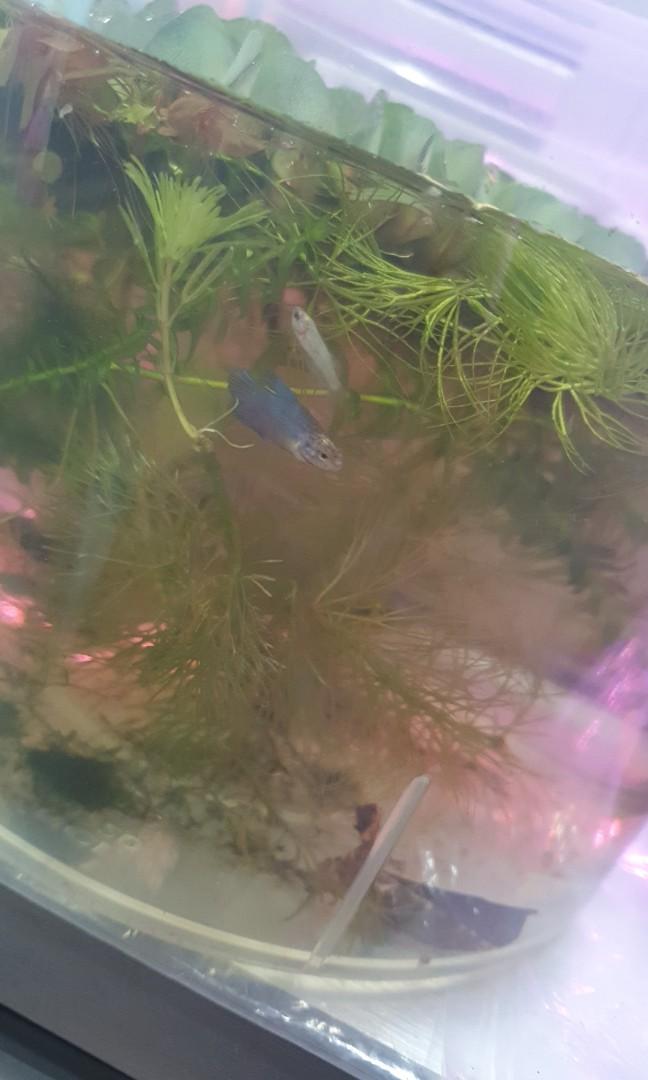 Plants for betta for sales, well loved by bettas snails and shrimps