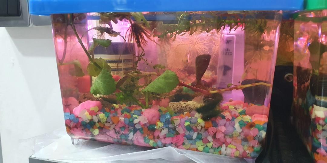 Plants for betta for sales, well loved by bettas snails and shrimps