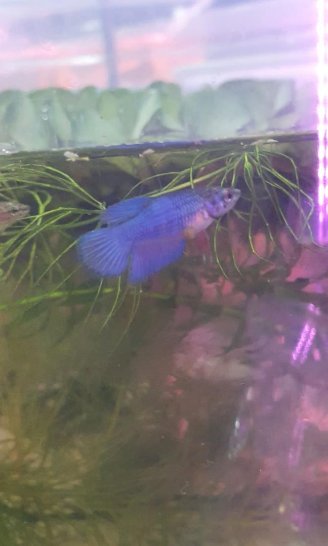 Plants for betta for sales, well loved by bettas snails and shrimps