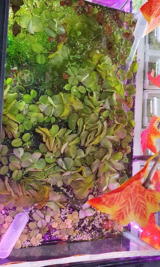 Plants for betta for sales, well loved by bettas snails and shrimps