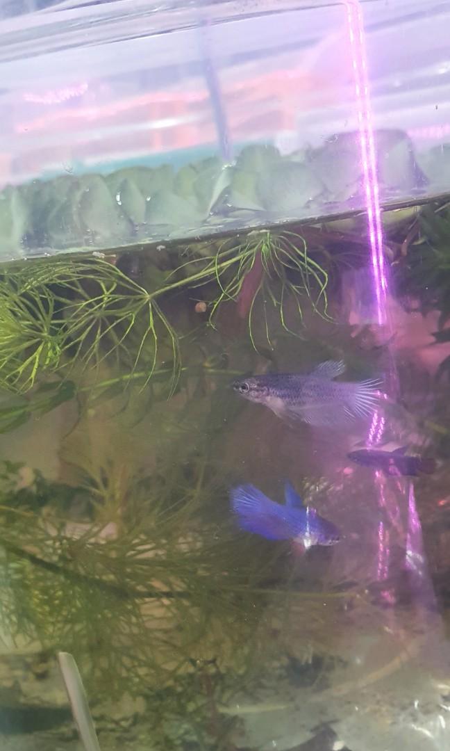 Plants for betta for sales, well loved by bettas snails and shrimps