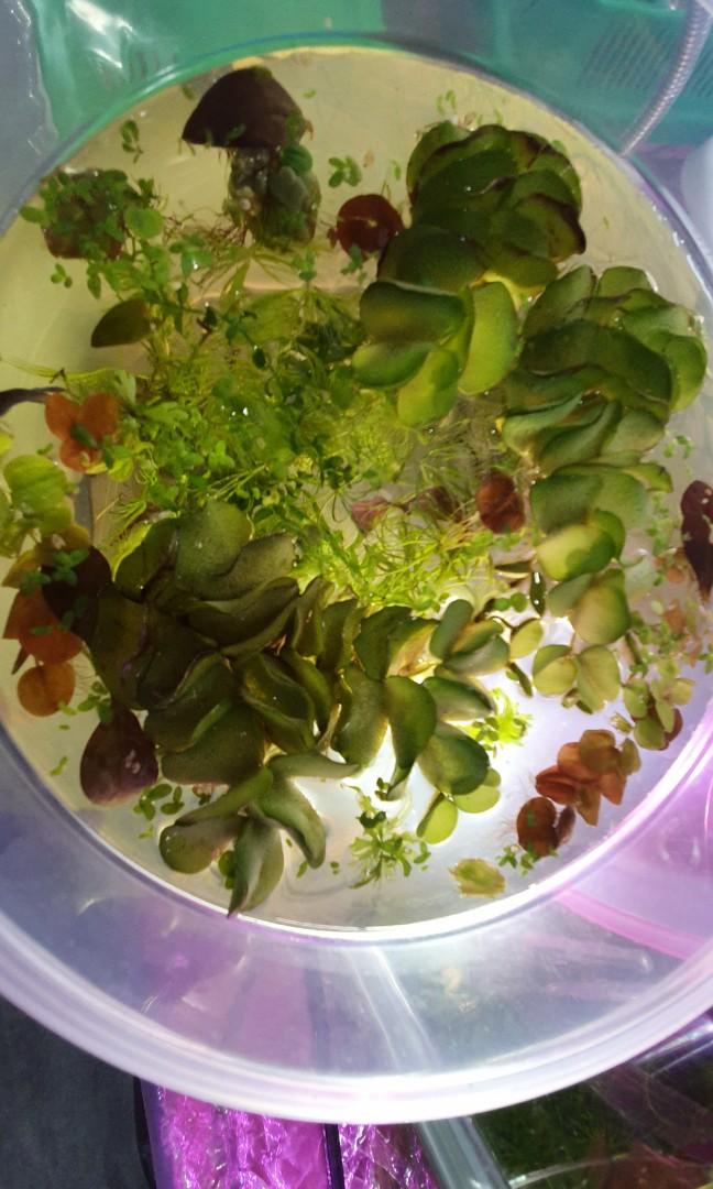 Plants for betta for sales, well loved by bettas snails and shrimps