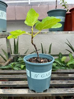 （分類：）位於 。 由 the_green_rooftop 提交（商品編號 1183374709，圖片 1）。簡介： 。