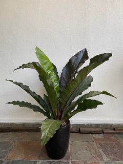 (Category: ) located in . Submitted by hansplants (Listing ID 1184438355, Image 1). Description: .